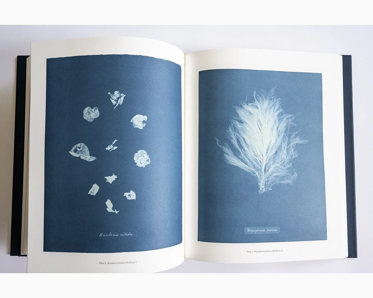 William Eggleston: A Cor Americana — bookdummypress